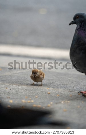 A tiny chick hops along Hanoi pavement beside a wary adult pigeon, seeds scattered on the ground as urban birdlife centers the scene.