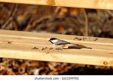 Tiny chickadee on park bench.  Bird food.  Portrait 
