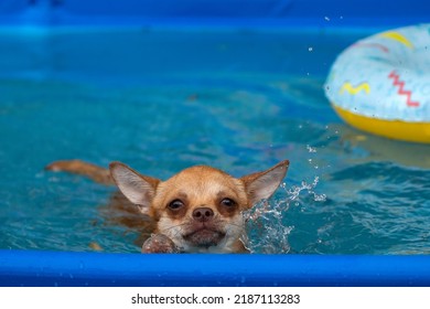 Tiny Chihuahua Dog Swimming In A Paddling Pool