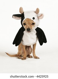 A Tiny Chihuahua Dressed Up In A Cow Costume