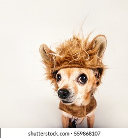 A Tiny Chihuahua In A Lion Costume