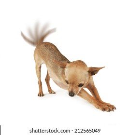 a tiny chihuahua stretching on a white background