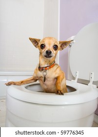 a tiny chihuahua in a toilet (THE WATER WAS DRAINED OUT)