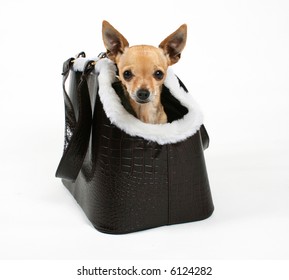 A Tiny Chihuahua In A Travel Purse