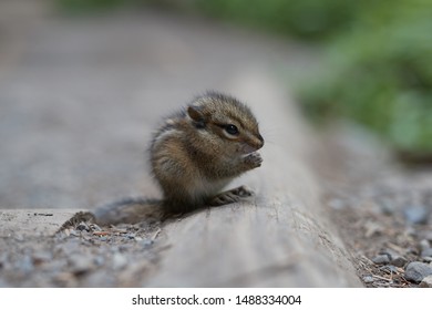 Tiny Chipmunk on hiking trail