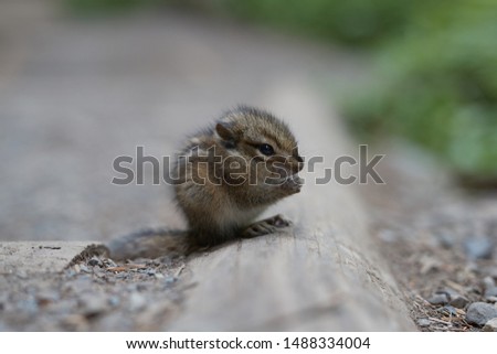 Tiny Chipmunk on hiking trail