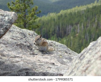 Tiny chipmunk on a rock