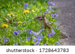 Tiny chipmunk peeks out from colorful grass surrounded by purple violets and yellow dandelions