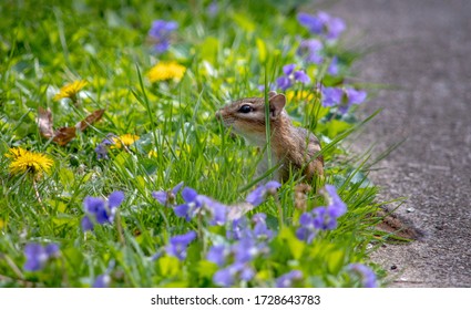Tiny chipmunk peeks out from colorful grass surrounded by purple violets and yellow dandelions