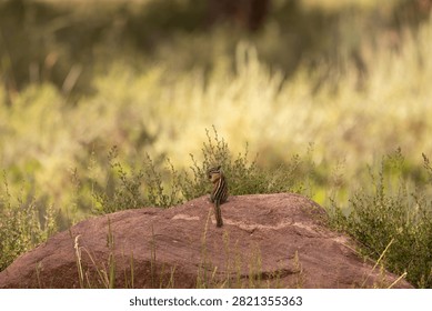 A tiny chipmunk sits on a sandstone boulder in the shade while nibbling on seeds from a dry flower head while light and shadow make layers on the plants in background. 