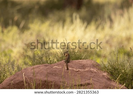 A tiny chipmunk sits on a sandstone boulder in the shade while nibbling on seeds from a dry flower head while light and shadow make layers on the plants in background. 