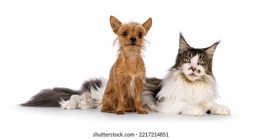 Tiny Chiwawa Dog Sitting In Front Of Laying Down Big Maine Coon Cat. Both Looking Towards Camera. Isolated On A White Background.