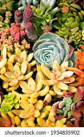 Tiny Colorful Succulent Container Garden