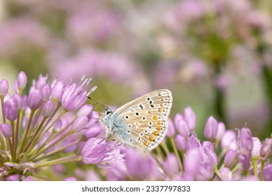 A tiny common blue butterfly on allium montanum flowers 