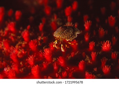 Tiny Common Hermit Crab On Top Of Sunstar