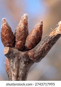Tiny cone on branch in winter