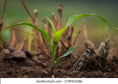 A Tiny Cornstalk Sprouts From The Earth And Emerges Among The Wheat Stubble In A No Till Operation.