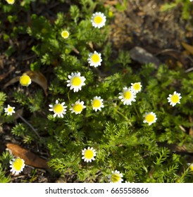 296 Funnel weed Images, Stock Photos & Vectors | Shutterstock