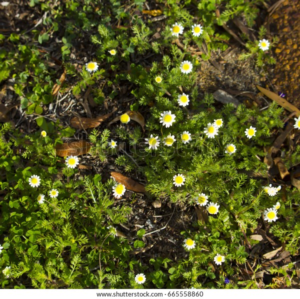 Tiny Cotula Turbinata Funnel Weed Flowers Stock Photo Edit Now 665558860