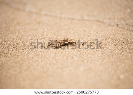 A tiny crab drudging through the sand