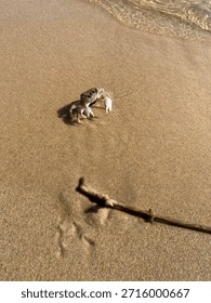 Tiny Crab on Sandy Beach with Gentle Ocean Waves