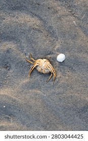 Tiny crab scuttles across damp sand beside a white shell. Natural textures highlight beachside stillness and quiet life. Perfect for nature, coastal, or wildlife photography projects