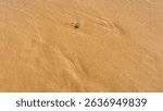 Tiny crab scuttles across sunlit golden sands, embodying solitude and movement, reminiscent of World Sand Dune Day and La Tomatina