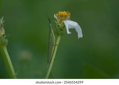 A tiny creature camouflaged in the foliage