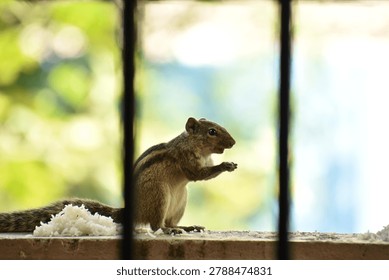 Tiny creature with endless energy