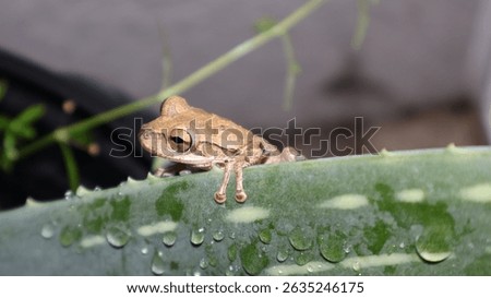 A tiny Cuban tree frog delicately clings to an aloe vera leaf, its moist, textured skin contrasting beautifully with the smooth, fleshy surface of the plant. Florida, May 8, 2025