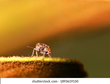 Tiny Curculionoidea Insect, Commonly Called Weevil Or Snout And Bark Beetle, Known For Its Elongated Snouts. Brown Orange Blurred Background