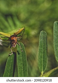 Tiny Curculionoidea Insect, Commonly Called Weevil Or Snout And Bark Beetle, Known For Its Elongated Snouts. Green Nature Blurred Background. Macro Photography