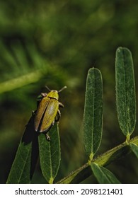 Tiny Curculionoidea Insect, Commonly Called Weevil Or Snout And Bark Beetle, Known For Its Elongated Snouts. Green Nature Blurred Background. Macro Photography