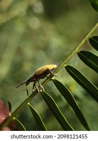 Tiny Curculionoidea Insect, Commonly Called Weevil Or Snout And Bark Beetle, Known For Its Elongated Snouts. Green Nature Blurred Background. Macro Photography