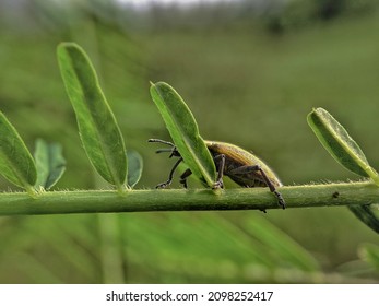 Tiny Curculionoidea Insect, Commonly Called Weevil Or Snout And Bark Beetle, Known For Its Elongated Snouts. Brown Orange Blurred Background. Macro Photography