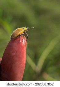 Tiny Curculionoidea Insect, Commonly Called Weevil Or Snout And Bark Beetle, Known For Its Elongated Snouts. Brown Orange Blurred Background. Macro Photography