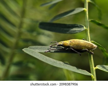 Tiny Curculionoidea Insect, Commonly Called Weevil Or Snout And Bark Beetle, Known For Its Elongated Snouts. Brown Orange Blurred Background. Macro Photography