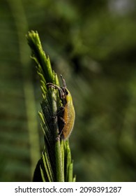 Tiny Curculionoidea Insect, Commonly Called Weevil Or Snout And Bark Beetle, Known For Its Elongated Snouts. Brown Orange Blurred Background. Macro Photography