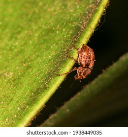 Tiny Curculionoidea Insect, Commonly Known As Weevils Or Snout And Bark Beetle Perched On The Leaf. They Known For Their Elongated Snouts