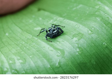 Tiny curious black bug insect resting peaceful on wet green leaf covered with fresh water droplet, capturing quiet beauty of wild nature in detailed macro close up photo