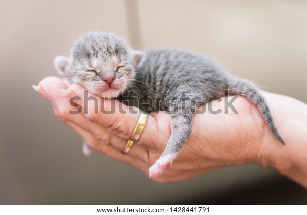 Tiny Cute Baby Kitten Palm Hand Stock Photo (Edit Now) 1428441791