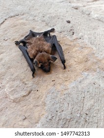 Tiny And Cute Common European Bat (Pipistrellus Pipistrellus) Injured Laying On The Ground. This Small Mammal Fell From The Roof And Couldn't Fly Again. 