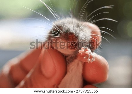 Tiny cute dormouse holding by human hand with gentle care showing adorable face with long whiskers and tiny paw expressing curiosity and fragility of little animal wildlife in nature macro closeup