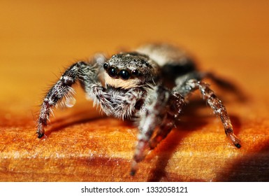Tiny and cute jumpingspiders