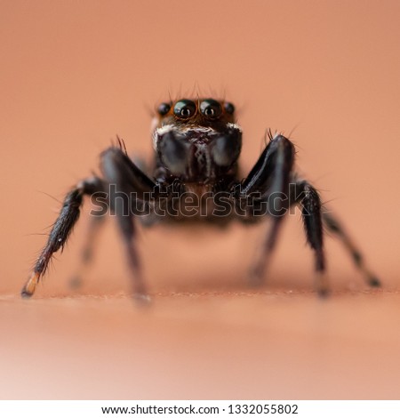 Tiny and cute jumpingspiders
