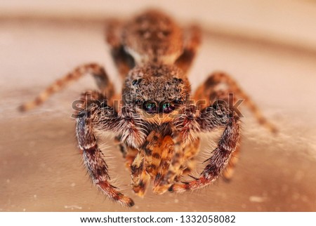 Tiny and cute jumpingspiders