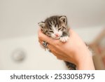 Tiny cute kitten in hands