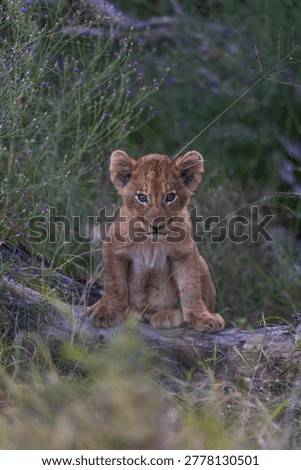 A tiny cute lion cub sitting on a dead tree, Sabi Sands Game Reserve. 