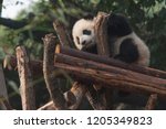 Tiny cute panda climbing some logs