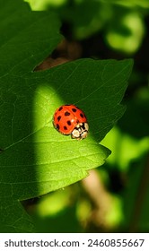 tiny cutie lady bug on his way looking for some warm sun rays, beautiful amazing nature 